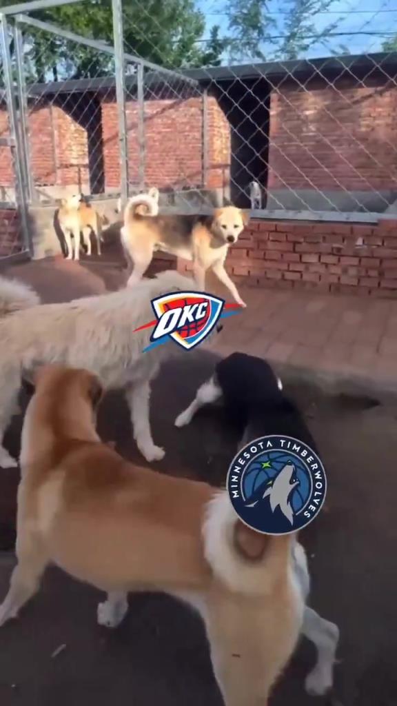 太有活了！美媒惡搞：狗王雷霆嚇退掘金灰熊，把森林狼按地上